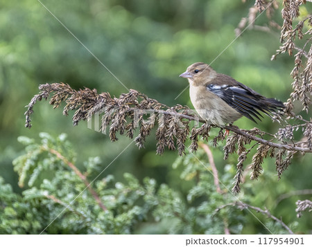 Female Azores Chaffinch 117954901