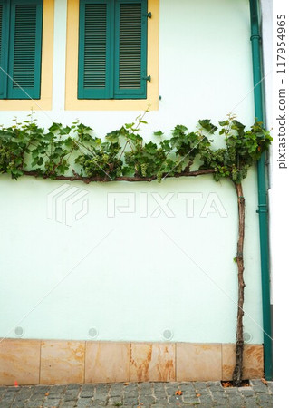 White wall and grape vines White wall and grape vines 117954965
