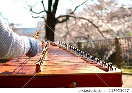Woman's hands playing a hammered dulcimer among cherry blossoms Woman's hands playing a hammered dulcimer among cherry blossoms 117955007