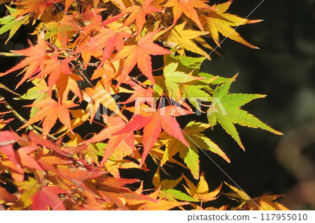 Colorful autumn leaves 117955010