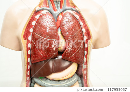 Human model anatomy for medical training course, teaching medicine education. 117955067