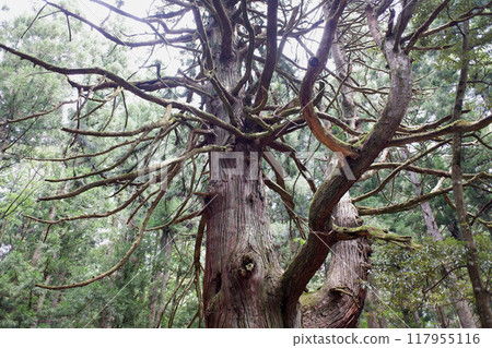 Fukui Prefecture: Large cedar tree at Wakamiya Shrine, former grounds of Hakusan Heisenji Temple Fukui Prefecture: Large cedar tree at Wakamiya Shrine, former grounds of Hakusan Heisenji Temple 117955116