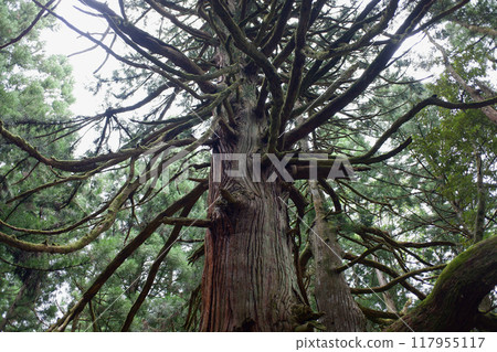 Fukui Prefecture: Large cedar tree at Wakamiya Shrine, former grounds of Hakusan Heisenji Temple Fukui Prefecture: Large cedar tree at Wakamiya Shrine, former grounds of Hakusan Heisenji Temple 117955117