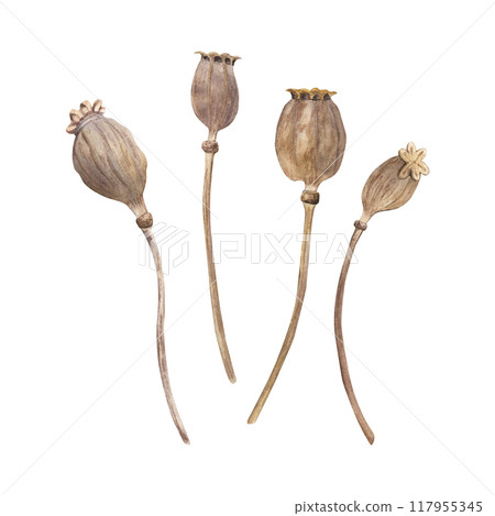 A set of dried poppy seed heads. Hand drawn botanical watercolor illustration isolated on white background. For clip art cards invitation label package 117955345