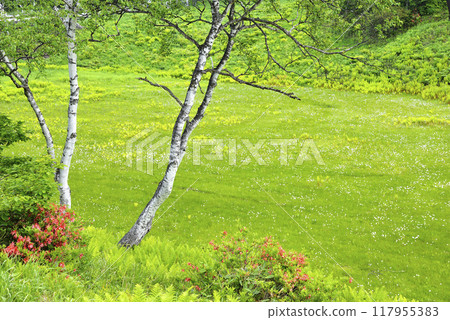Shiga Highlands, Cotton Grass Flats 117955383