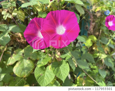  早晨的太陽 117955501