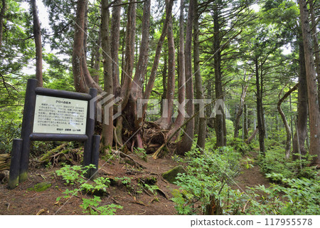 志賀高原、新代自然教育園區、巨型側柏樹 志賀高原、新代自然教育園區、巨型側柏樹 117955578