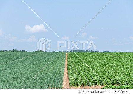 A road running through green fields (image) 117955683