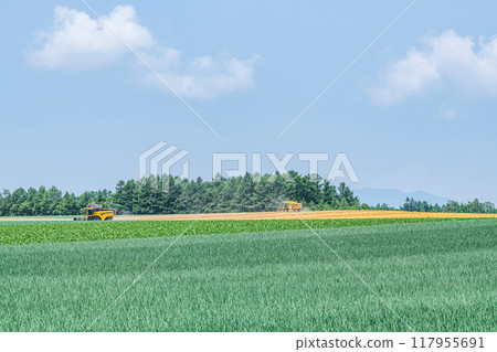 夏天的北海道，綠色的田野和藍色的天空形成鮮明的對比（圖） 117955691
