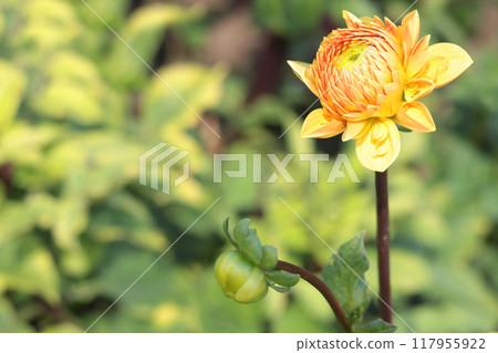 Yellow flower and green leaves of dahlia close-up. Nature in summer. Bokeh in background. Copy space for text. Yellow flower and green leaves of dahlia close-up. Nature in summer. Bokeh in background. Copy space for text. 117955922