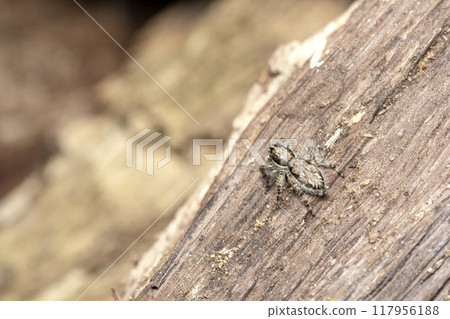 Shirahige fly bird Shirahige fly bird 117956188