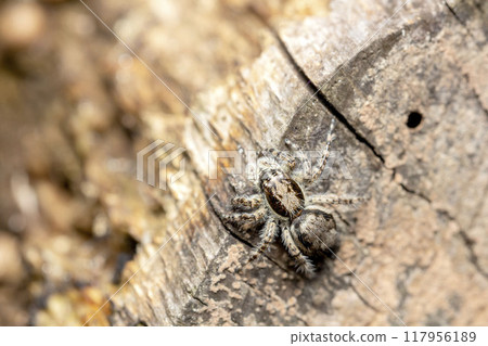 Shirahige fly bird 117956189