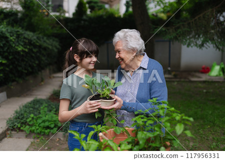 Grandmother teaching granddaughter to work in garden. Girl helping elderly grandma with plants, herbs and vegetables in garden, spending free summer time outdoor. Grandmother teaching granddaughter to work in garden. Girl helping elderly grandma with plants, herbs and vegetables in garden, spending free summer time outdoor. 117956331