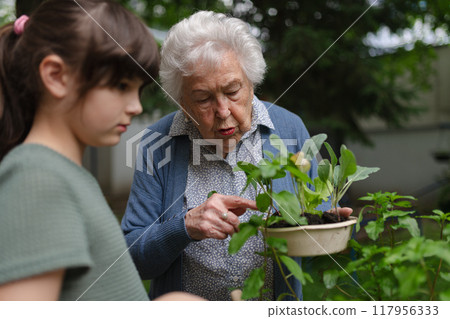 Grandmother teaching granddaughter to work in garden. Girl helping elderly grandma with plants, herbs and vegetables in garden, spending free summer time outdoor. 117956333