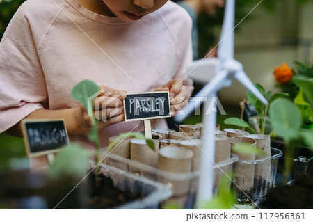 Students growing vegetable and herb seedlings. Outdoor sustainable education class in school garden. Concept of experiential learning and ecoliteracy. 117956361