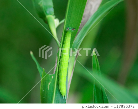 The larvae of the Nymphalidae (Nymphalidae) feeding on the leaves of the grass family, Job's tears 117956372