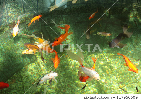 Colorful red and white Japanese carp close-up in homemade fish pond. Reflection and sunlight. View from above. Background for text. Colorful red and white Japanese carp close-up in homemade fish pond. Reflection and sunlight. View from above. Background for text. 117956509