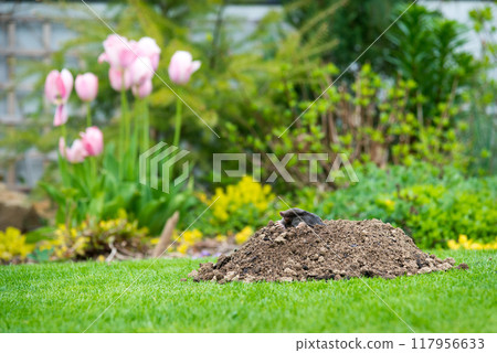 European mole crawling out of molehill above ground, showing strong front feet used for digging underground tunnels 117956633