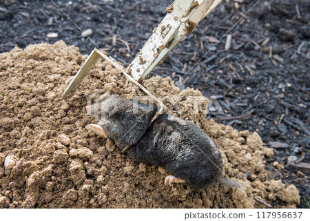 Caught european mole inside a trap placed on mole hill Caught european mole inside a trap placed on mole hill 117956637