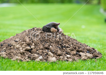 Mole, Talpa europaea, crawling out of brown molehill, green grass in background. Animal from garden. 117956646
