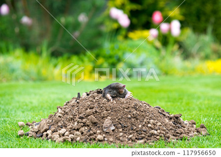 Mole animal - Talpa Europaea, causing damage as a pest in the garden with its mole hills and underground tunnels Mole animal - Talpa Europaea, causing damage as a pest in the garden with its mole hills and underground tunnels 117956650