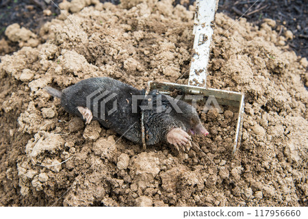 Caught european mole inside a trap placed on mole hill Caught european mole inside a trap placed on mole hill 117956660