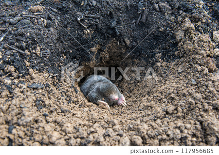 European mole emerging from its tunnel in the mole hill 117956685