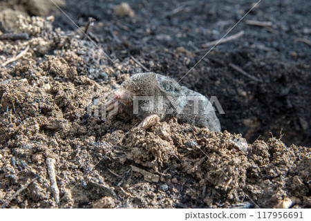 Perished european mole lying on the ground Perished european mole lying on the ground 117956691
