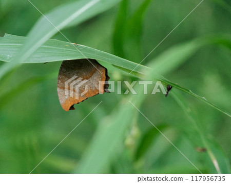 Forest butterfly, Nymphalidae, Autumn type of Black-spotted butterfly, male Forest butterfly, Nymphalidae, Autumn type of Black-spotted butterfly, male 117956735