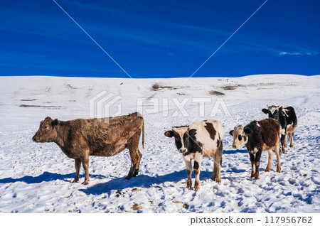 cows in a snowy landscape, cows grazing in the snow. cows in a snowy landscape, cows grazing in the snow. 117956762