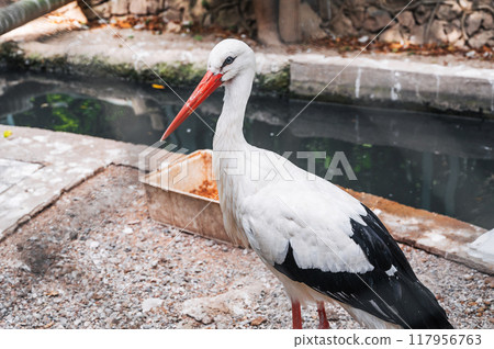 A white stork walks around the zoo. A white stork walks around the zoo. 117956763