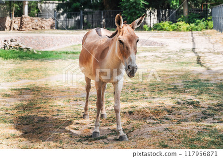 Turkmen kulan, a rare species of Asian wild donkey Turkmen kulan, a rare species of Asian wild donkey 117956871