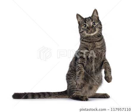 Tabby house cat on white background 117957110