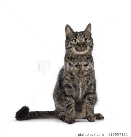 Tabby house cat on white background 117957111