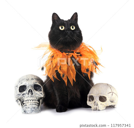 crossbred of maine coon and halloween 117957341