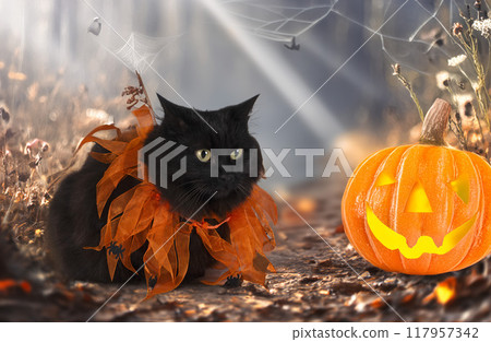 crossbred of maine coon and halloween crossbred of maine coon and halloween 117957342