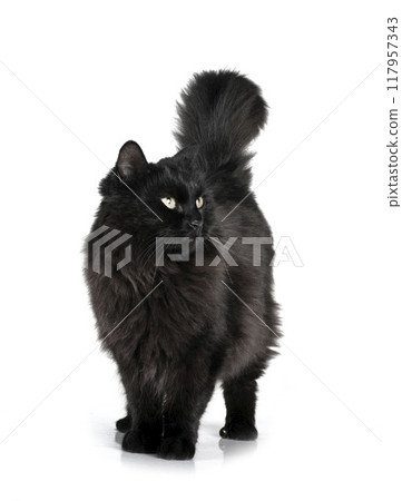 crossbred of maine coon 117957343