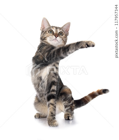 little cat in studio 117957344
