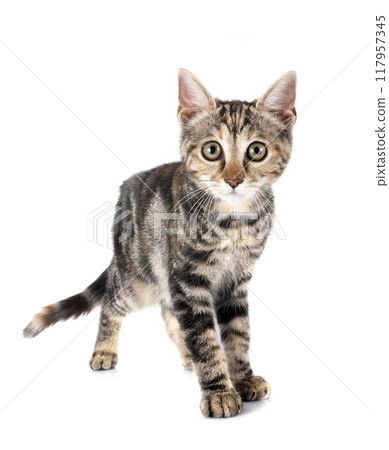little cat in studio little cat in studio 117957345