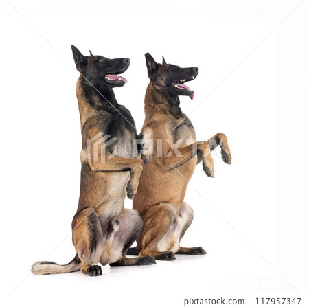 malinois in studio malinois in studio 117957347