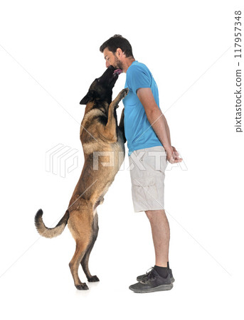 malinois and man in studio 117957348