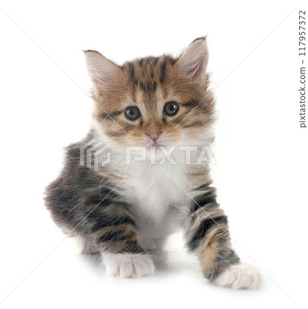 young Kurilian Bobtail in studio young Kurilian Bobtail in studio 117957372