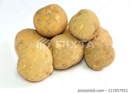 土豆（洞爺） 117957431