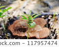 從樹樁長出的芽 117957474