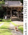 神社和流浪貓 117957507