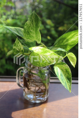 水耕綠蘿 水耕綠蘿 117957651