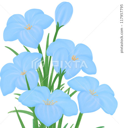 blue Zephyranthes flowers 117957795