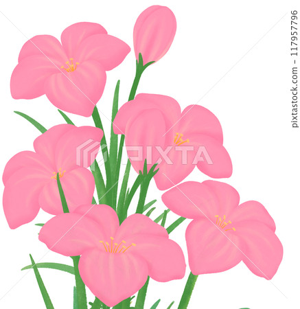pink Zephyranthes flowers 117957796