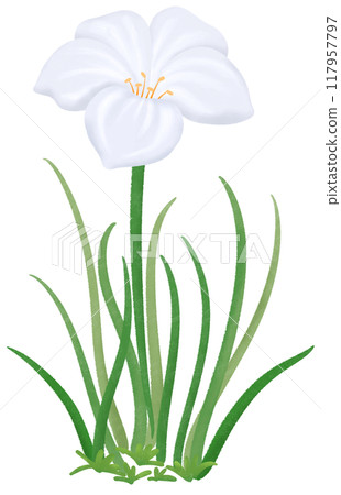 white Zephyranthes flowers 117957797