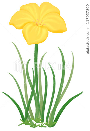 yellow Zephyranthes flowers 117957800